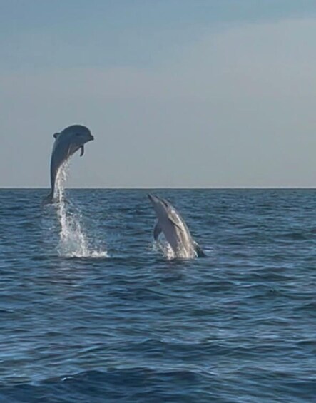 Picture 2 for Activity Private dolphin tour in Poreč, sunset panorama, drinks included. 2