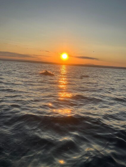 Picture 35 for Activity Private boat trips in Poreč, dolphin watching, panorama, drinks included. 2