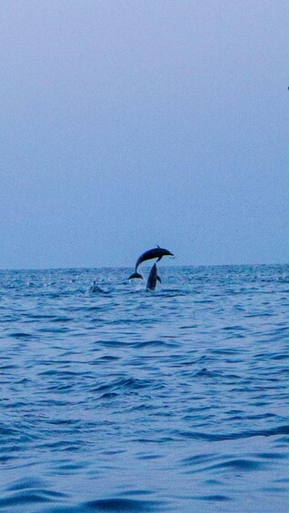 Picture 33 for Activity Private boat trips in Poreč, dolphin watching, panorama, drinks included. 4