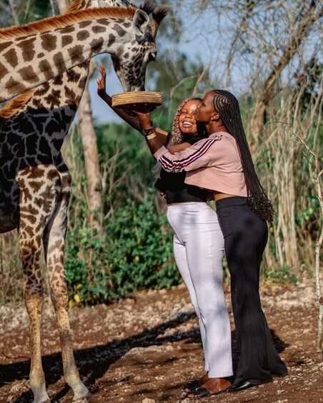 A person feeding a giraffe with a basket. 3