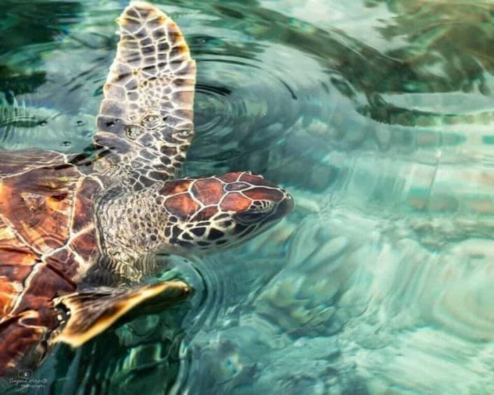 A sea turtle swimming in clear water. 4