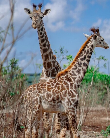 Two giraffes in a natural habitat with sparse vegetation and a clear sky. 4