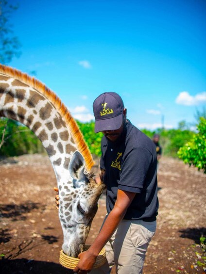 A person feeding a giraffe. 5