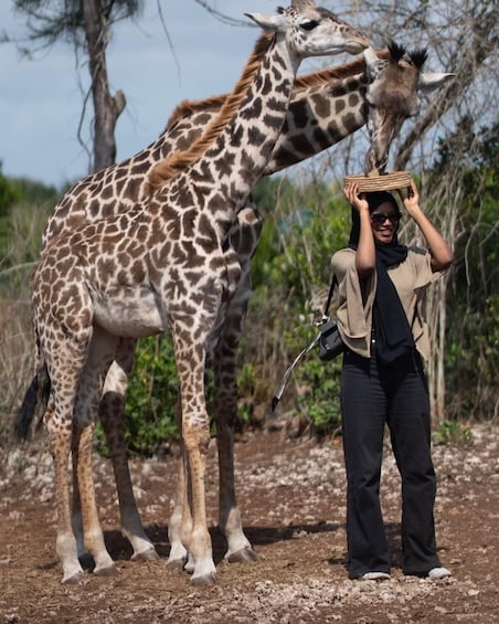 A person standing next to a giraffe, holding a basket on their head. 1