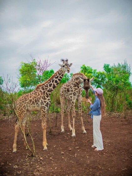 A person feeding a giraffe in a natural setting with trees and shrubs. 4