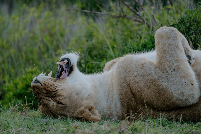 Picture 3 for Activity 4-Day Camping Safari to Tarangire, Serengeti & Ngorongoro 2