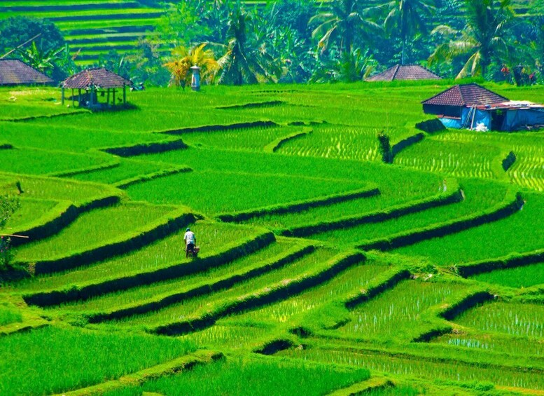 Terraced rice fields with a person walking through them. 4