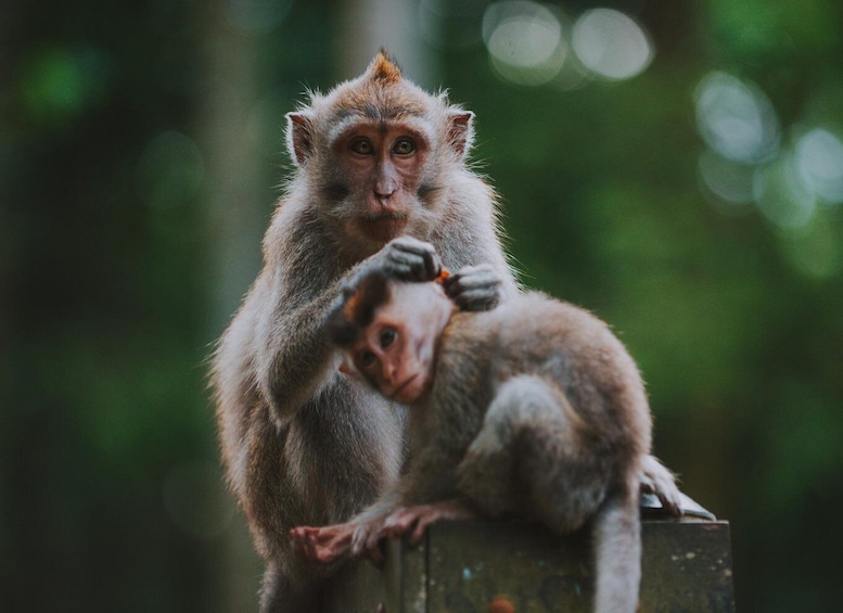 Two monkeys, one standing and one sitting, in a forested area. 3