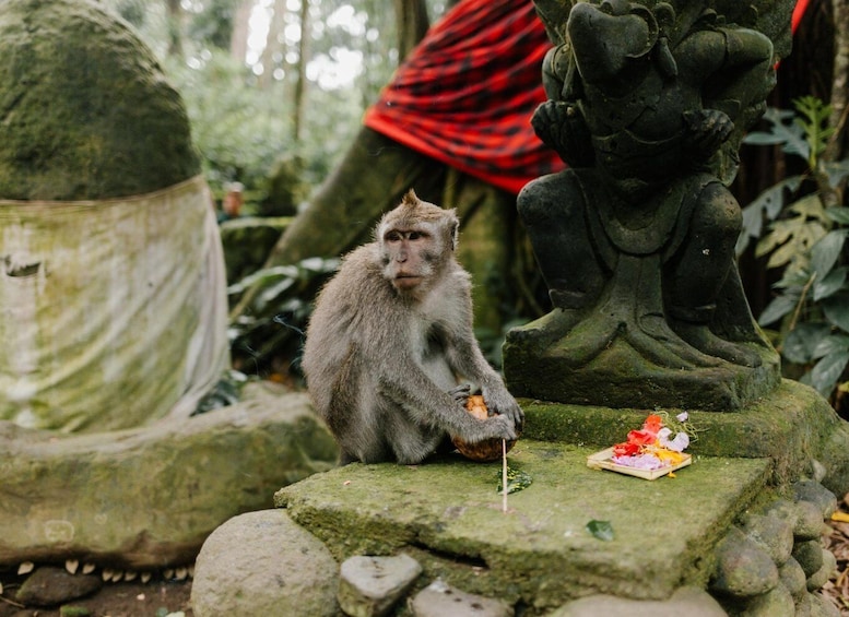A monkey sitting on a stone platform with a small offering of food and flowers. 2