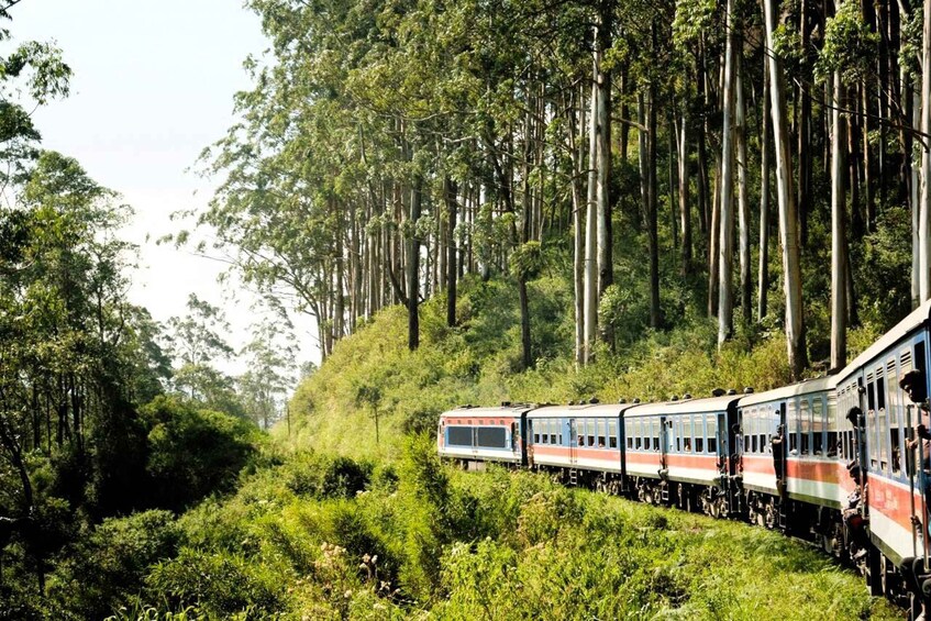 A train traveling through a forested area with tall trees. 1