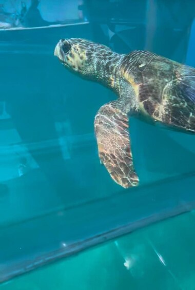 A sea turtle swimming in a clear blue aquarium. 2