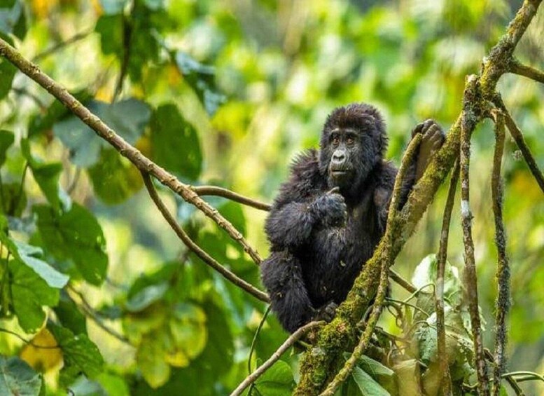 Een gorilla die op een tak in een dicht bos zit. 4