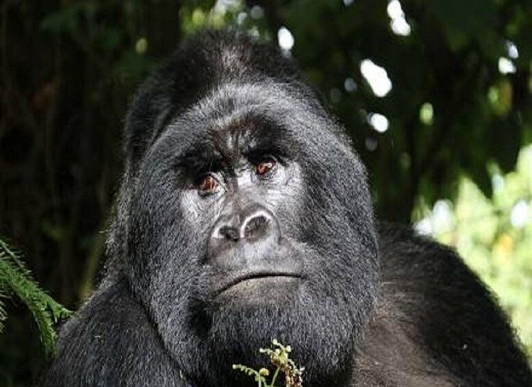 Een gorilla in een dicht bos. 5
