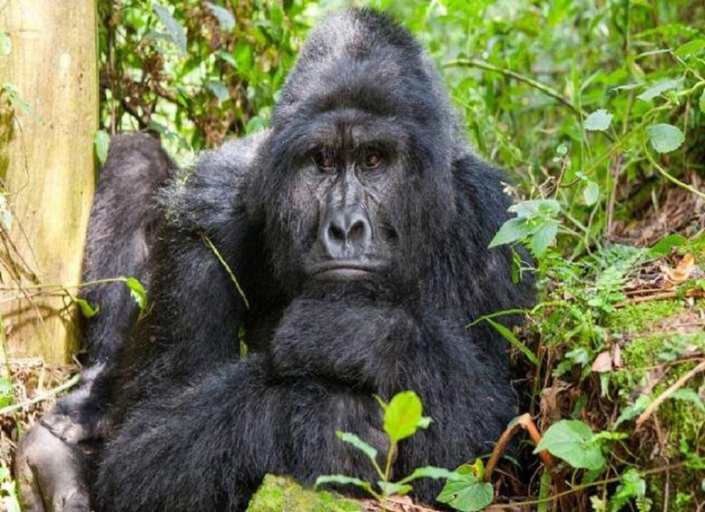 Een gorilla zittend tussen groene begroeiing en een houten paal. 3