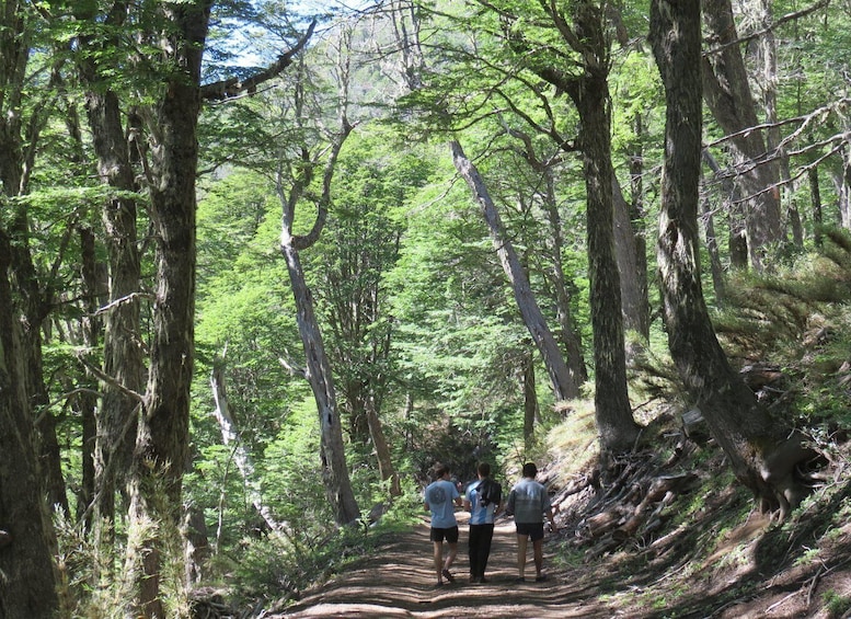 A forested hiking trail with tall trees and a group of hikers walking away from the viewpoint. 4