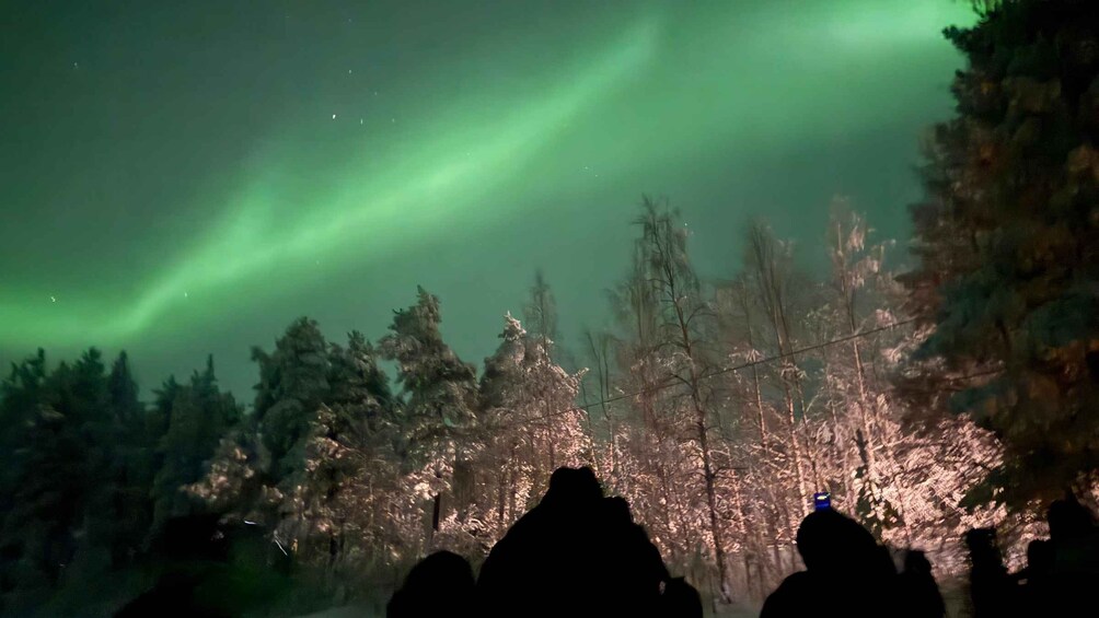 The aurora borealis over a forest. 2