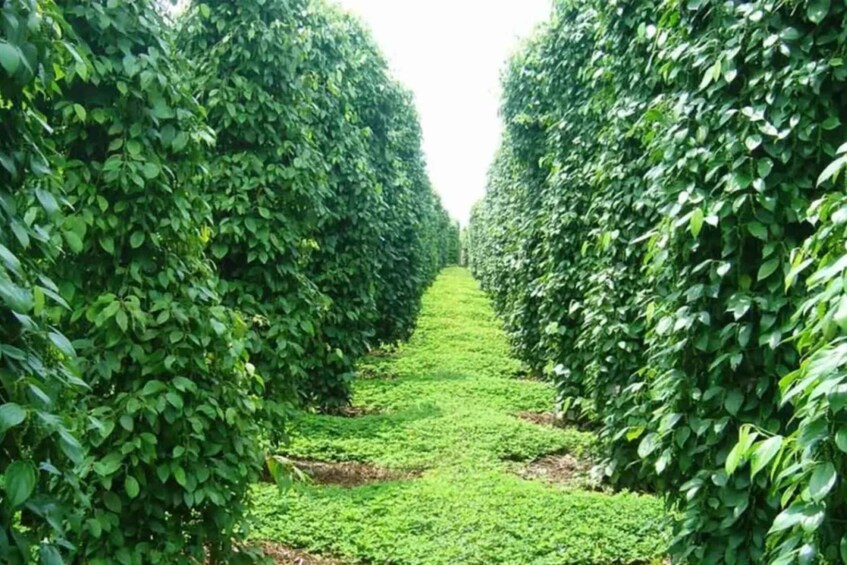 A neatly trimmed hedge walkway. 3