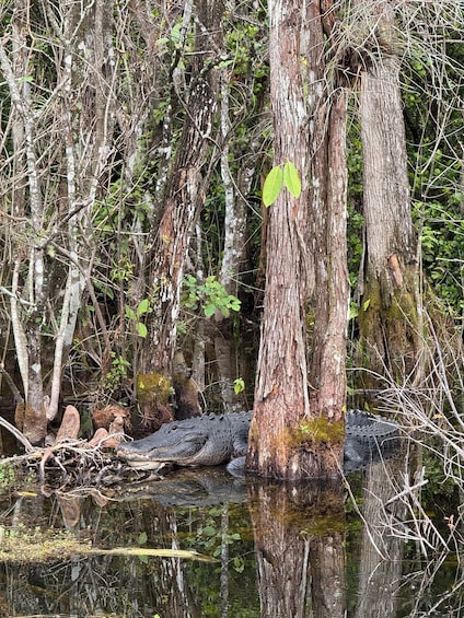 A swampy area with tall trees and a crocodile partially submerged in water. 2