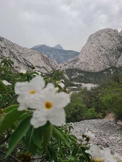 A mountainous landscape with a river, white flowers, and rocky terrain. 2