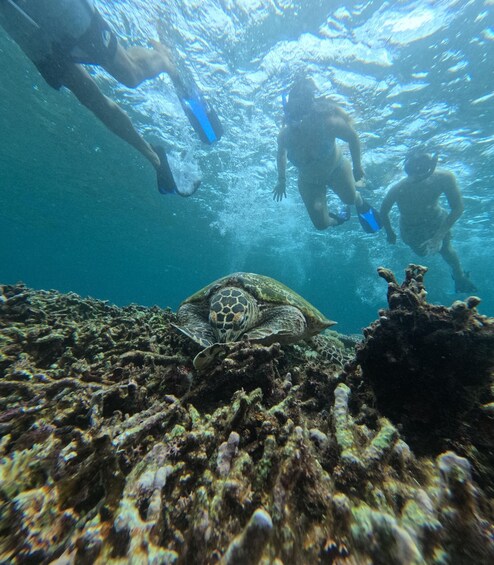 Divers underwater with a sea turtle on a coral reef. 5