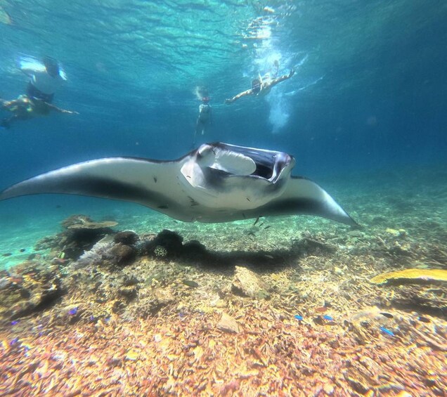 A manta ray swimming underwater with a diver above. 5