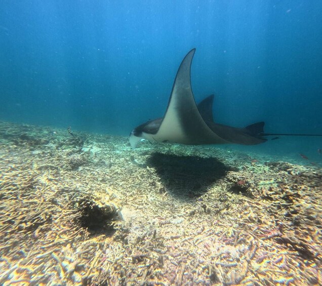 A manta ray swimming underwater with a coral reef and fish in the background. 2