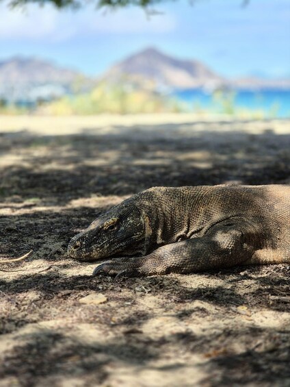 A large lizard resting on the ground with a mountainous landscape in the background. 4