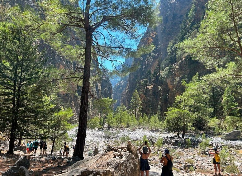 A group of hikers on a rocky trail surrounded by pine trees and a steep cliff. 1