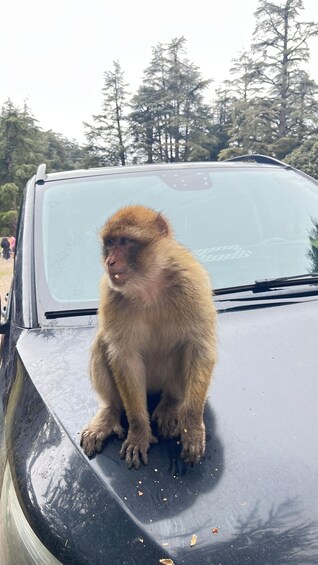 A monkey sitting on the hood of a car. 3