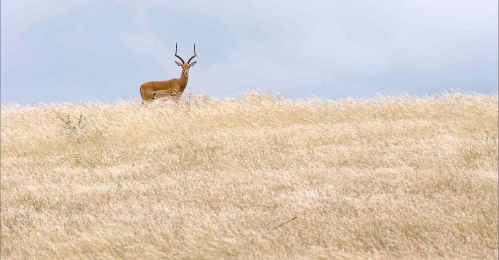 Un ciervo de pie en un campo de hierba con montañas al fondo. 2