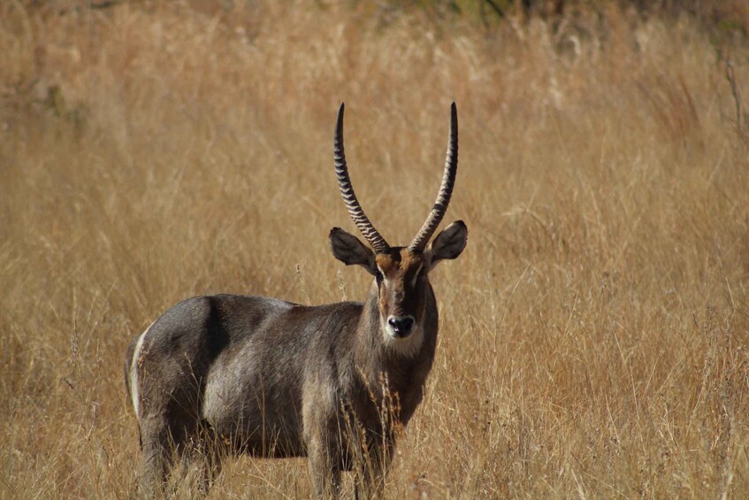 Un antílope de cuernos largos y curvados de pie en una pradera seca. 4