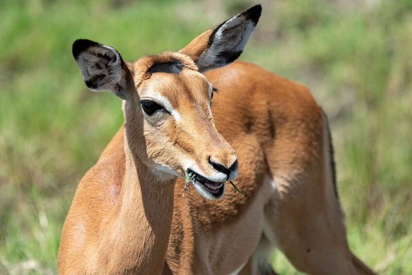 Primer plano de un antílope kudu con mirada atenta, de pie en un campo de hierba. 3