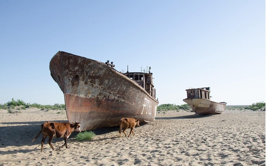 Daytrip from Khiva to Aral Sea Cemetery of Ships. All in one 1