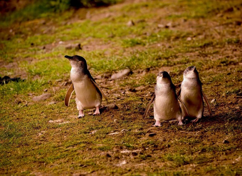 Phillip Island: Golden Hour Penguin Express Tour 1