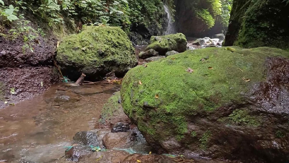 A stream flowing over rocks in a forested area with moss-covered stones and dense greenery. 5