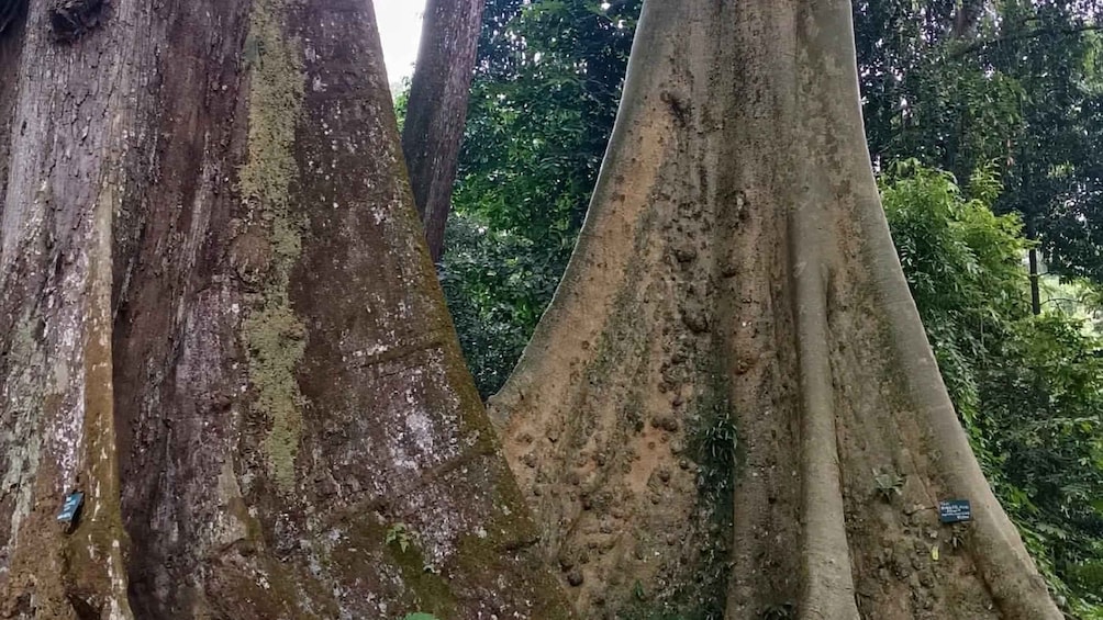 A large tree with a thick trunk and a moss-covered base. 2