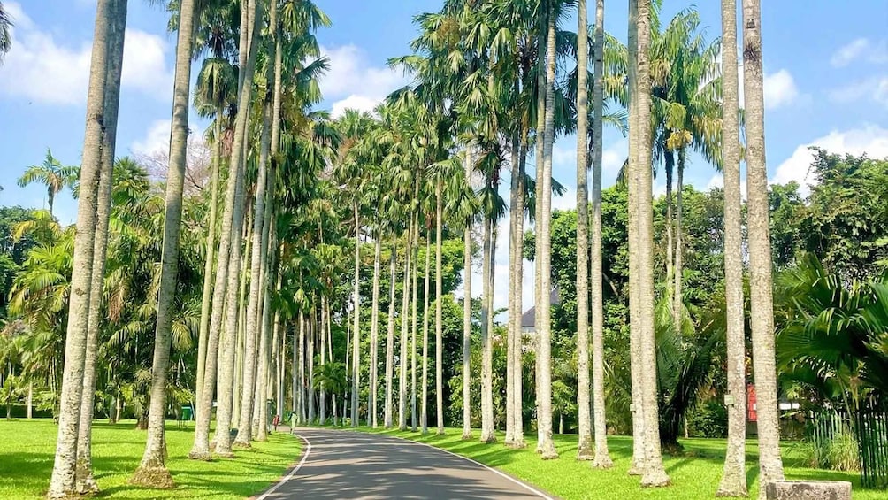 A pathway lined with tall palm trees and lush green grass. 3