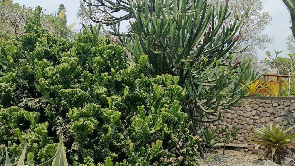 A variety of cacti and succulents in a garden setting. 4