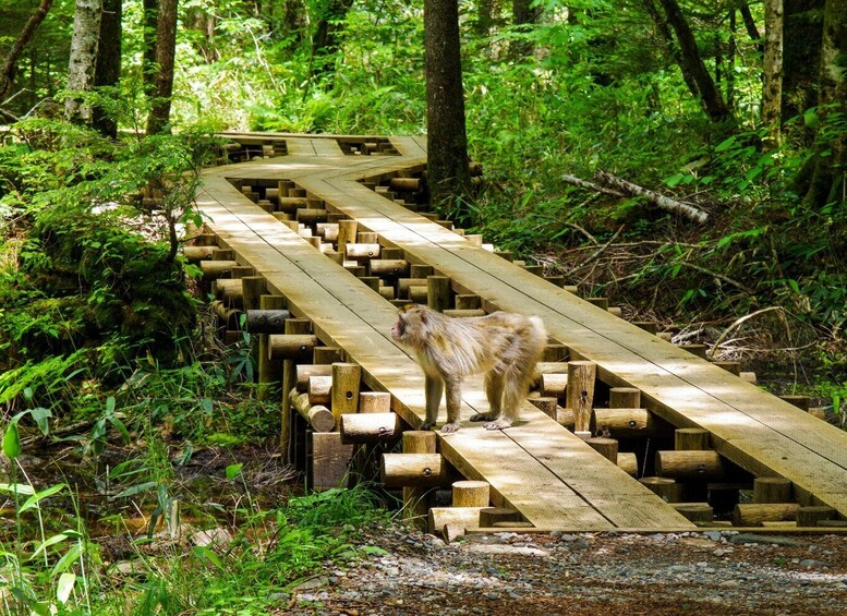 A wooden boardwalk through a forest. 3