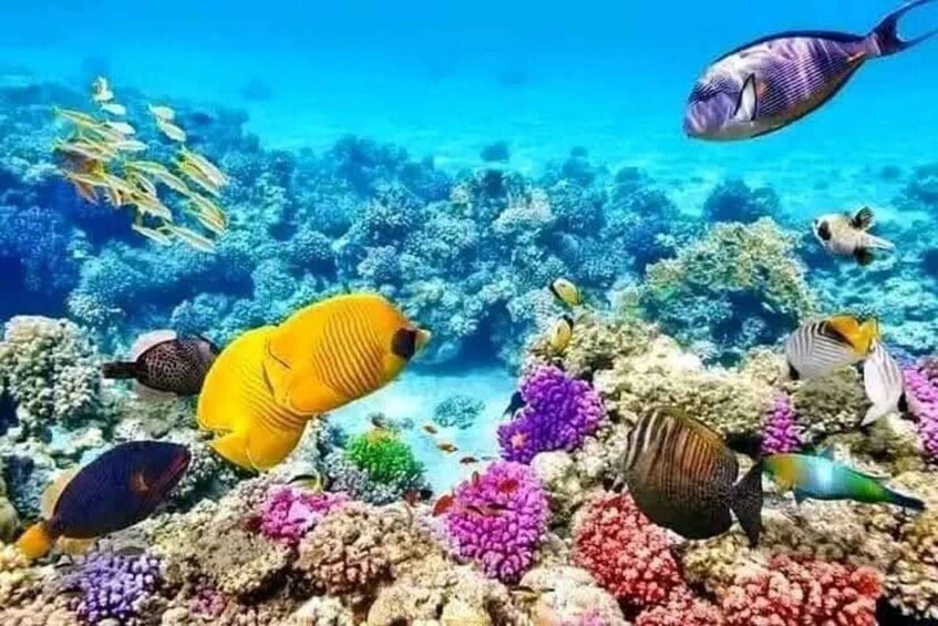 A vibrant coral reef with various colorful fish swimming around. 4