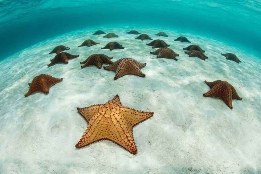 A starfish and several sea urchins on a sandy ocean floor. 5