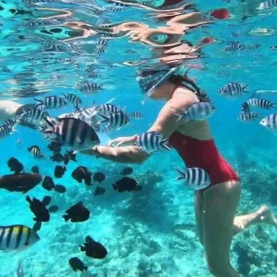 A person snorkeling with various fish in clear blue water. 2