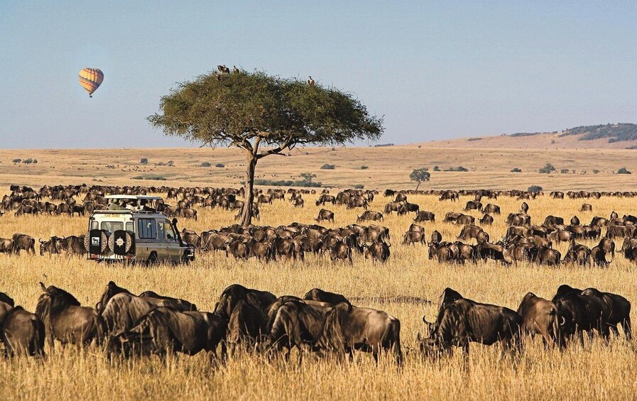 A safari vehicle, a herd of wildebeests, and a hot air balloon in a savanna landscape. 1
