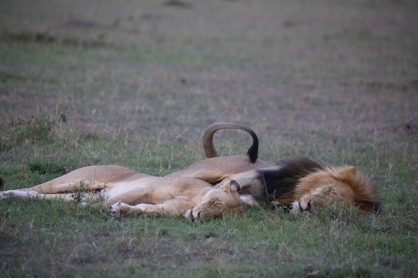 Picture 17 for Activity From Nairobi: 3 - Days Maasai Mara Group Safari by 4WD 3