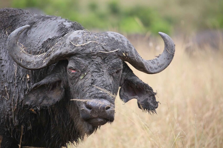 Picture 9 for Activity From Nairobi: 3 - Days Maasai Mara Group Safari by 4WD 2