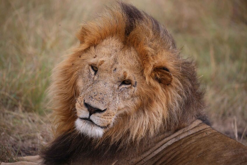 Picture 10 for Activity From Nairobi: 3 - Days Maasai Mara Group Safari by 4WD 4