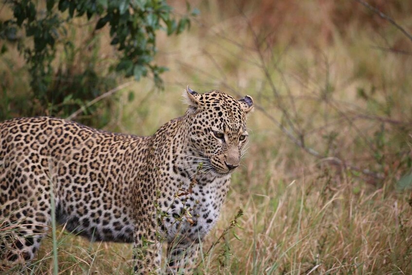 Picture 8 for Activity From Nairobi: 3 - Days Maasai Mara Group Safari by 4WD 5