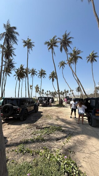 A sandy area with several parked jeeps and people standing. Tall palm trees line the background. 2