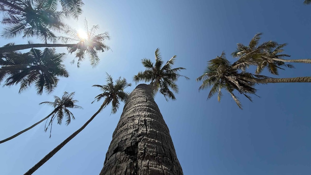 A tall palm tree with a rough trunk and a clear blue sky in the background. 4