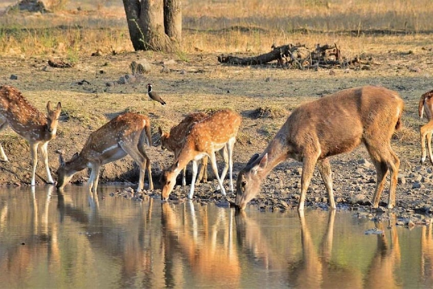 A group of deer drinking water at a pond surrounded by dry grassland. 3